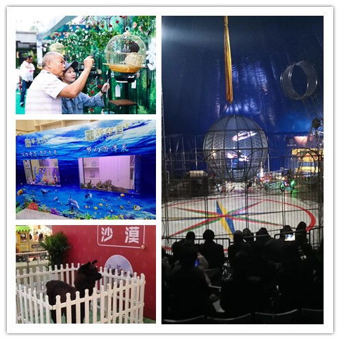 云南丽江市哪里有出租海狮表演的 传振动物租赁