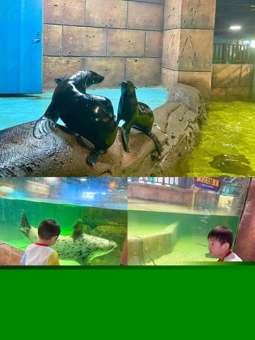 沈阳也有超大海洋馆啦 沈北海蓝星梦幻城