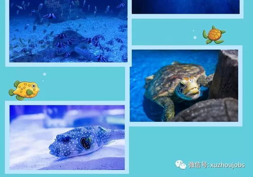 新年新 鲸 喜 徐州英才网营销团带你超低价畅玩海底世界