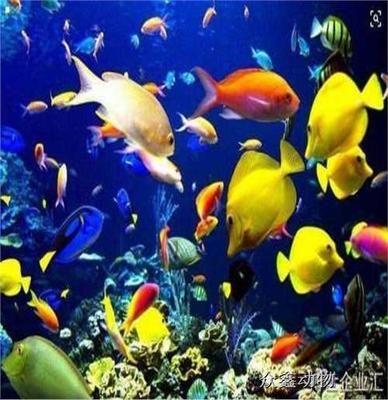 金水区出租海狮表演哪里有一手资源