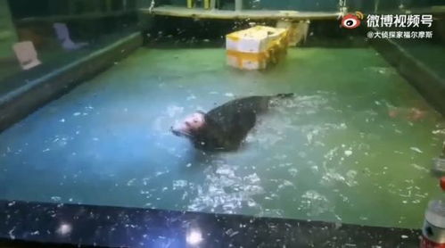 海狮半边脸都烂了 嘉兴一海洋馆疑似无证经营 农业农村局 将去调查