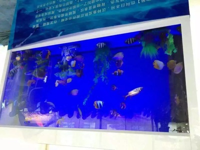 水母海洋展览鲨鱼出租展览