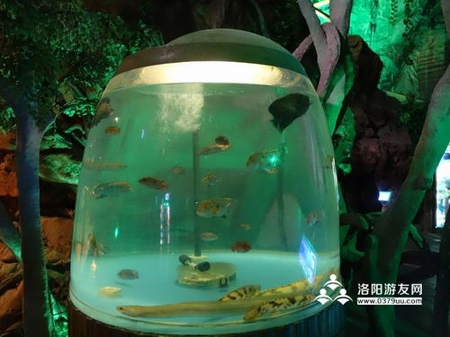 龙门海洋馆门票政策 营业时间 表演时间 景区地址