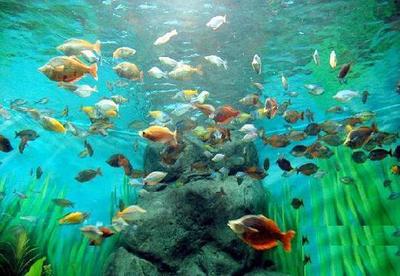 深海水族馆安卓怎么充值,教你简单的方法经营水族馆