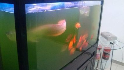 南京市玄武区鱼视界水族馆(南京市玄武区鱼视界水族馆经营产品:水族器材、鱼缸销售)
