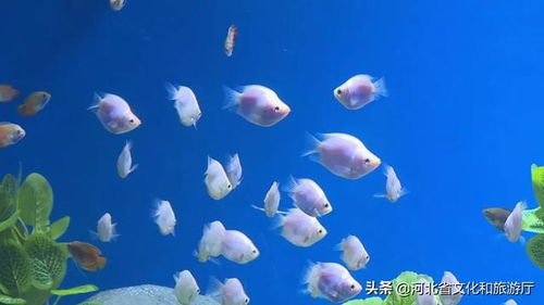 石家庄市动物园极地海洋世界试营业