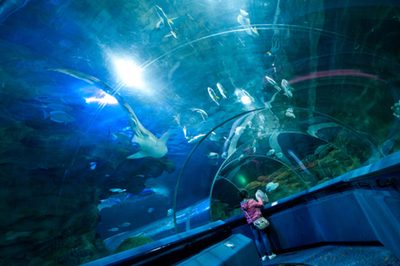 水族馆带你走进海洋深处