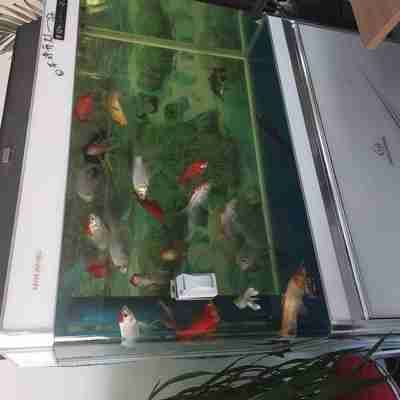 南明陈贤水族馆(个体工商户)(南明陈贤水族馆(个体工商户)详细介绍)