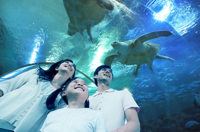 最新重磅!青岛海底世界划入青岛旅游集团