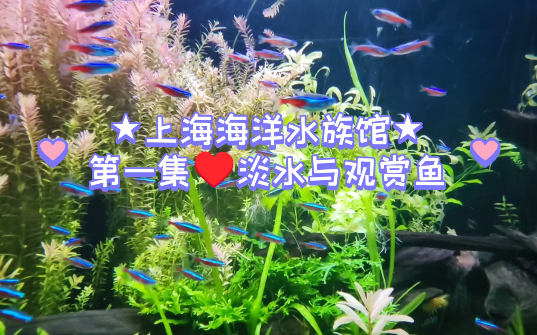 多伦多水族馆买鱼缸买观赏鱼.本店经营各种规格鱼缸和100多种" href="