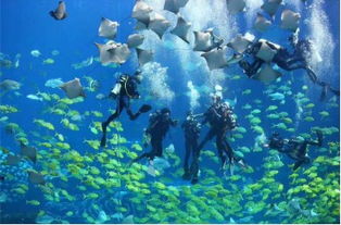 海口专业海洋馆建造上门安装