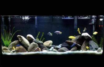 金阳众彩水族馆 经营精品鱼缸高中档鱼缸 洗鱼缸 养护鱼缸等