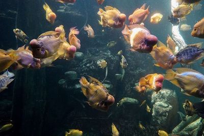 饶阳县薄利水族馆(饶阳县薄利水族馆经营产品:观赏鱼、鲜花、鱼缸、渔具、鱼料)