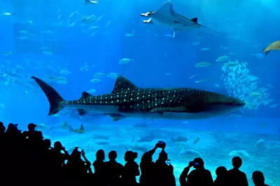 青岛水族馆、青岛海底世界与日本冲绳美之岛水族馆结为姊妹馆