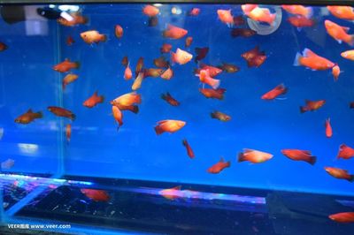 和田市鱼乐水族馆(和田市鱼乐水族馆经营产品:鸟类,鱼类,)
