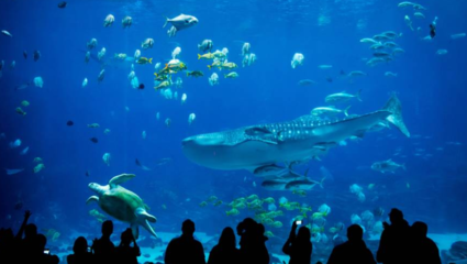疫情期间运营困难,这家水族馆居然打起了许愿池的主意…