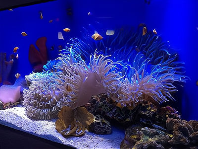 水族馆赚钱吗?水族馆的收益不错,但是在行业中的运营要掌握以下几点