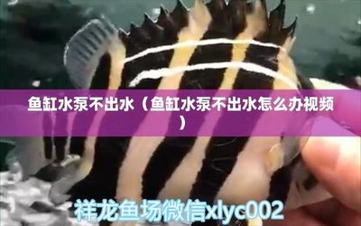 大连中山公园购物广场三合春雨水族店(大连三合春雨水族馆)