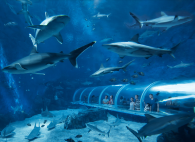 新手开水族店怎么进货