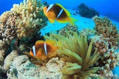 肇东市海龙水族馆(肇东市海龙水族馆经营产品:花鸟鱼零售,法人代表:邵井安)