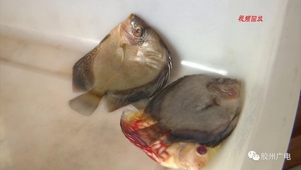 万元红龙鱼成“水煮鱼”事件,商家全额赔偿鱼死损失!